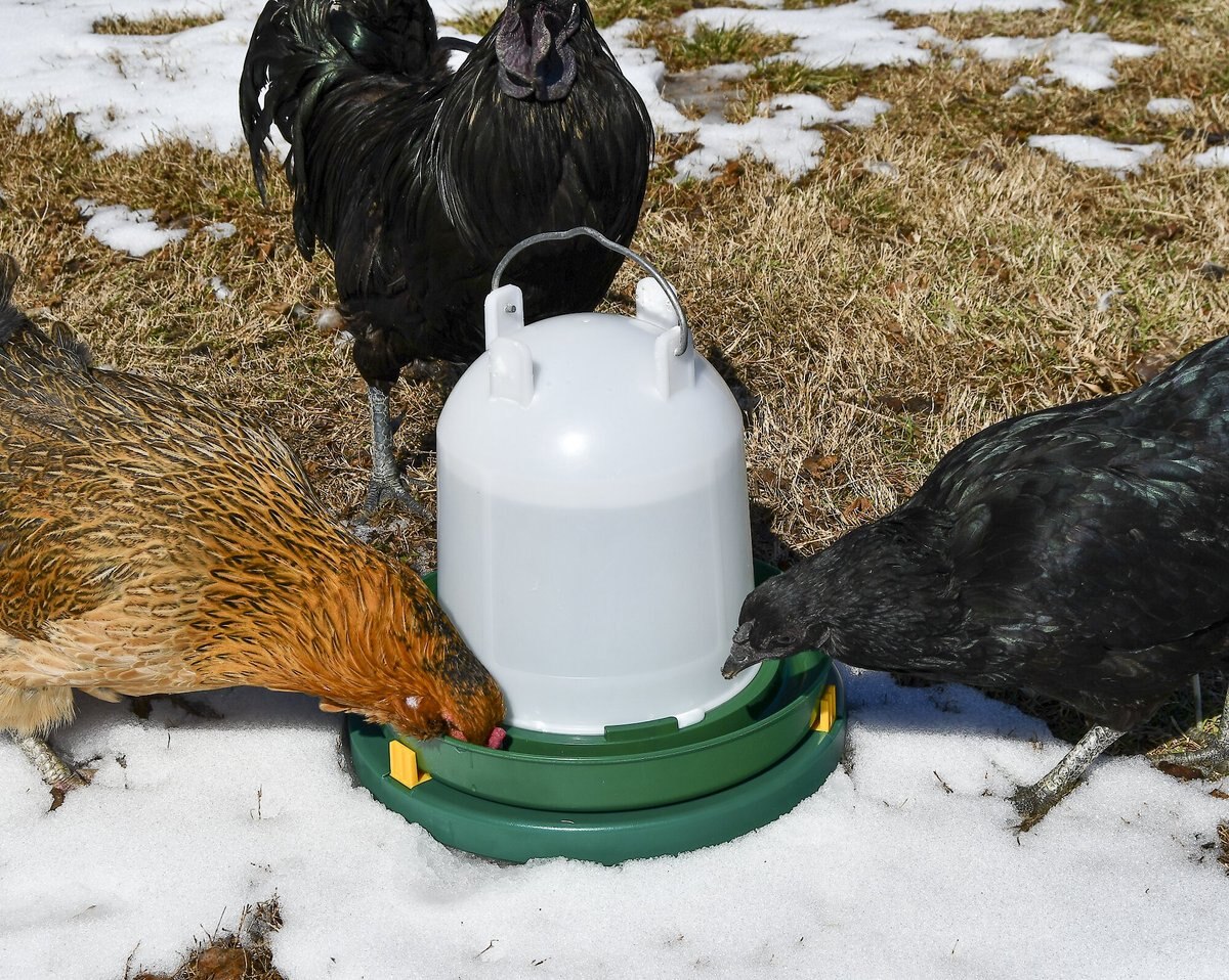 My Favorite Chicken Poultry Drinker Heater Plate