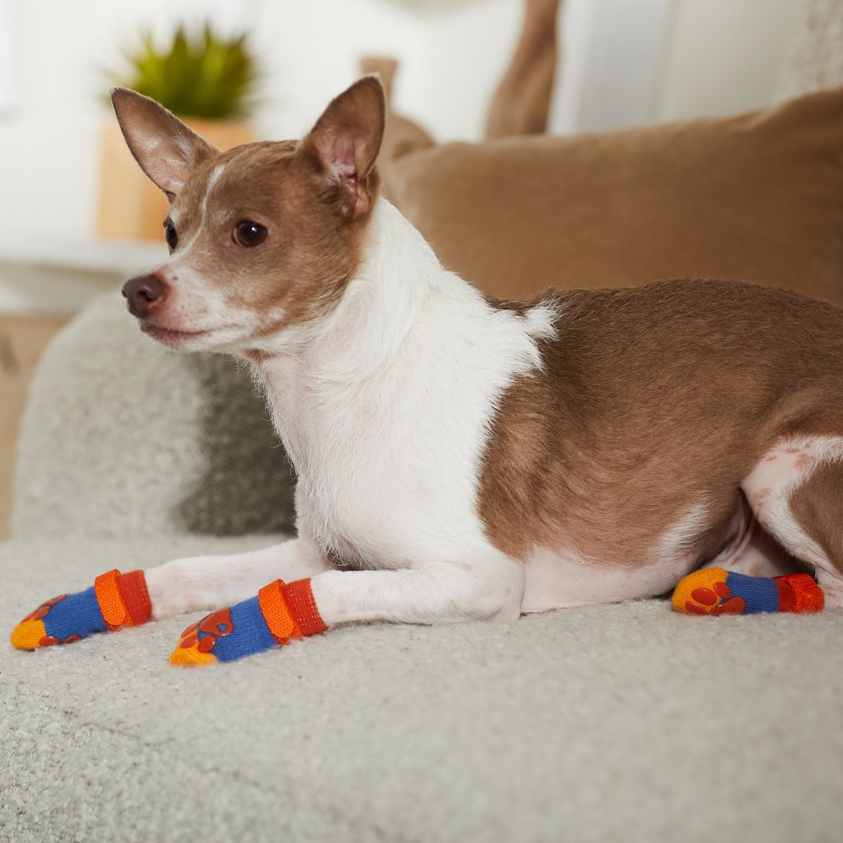 Frisco Non-Skid Colorblock Dog Socks