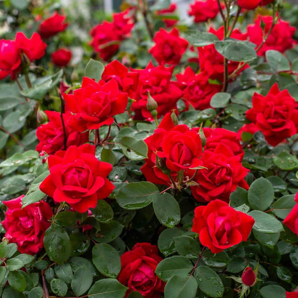 KNOCK OUT Packaged Red Double Knock Out Rose Bush with Red Flowers (1 Root Stock) 83394