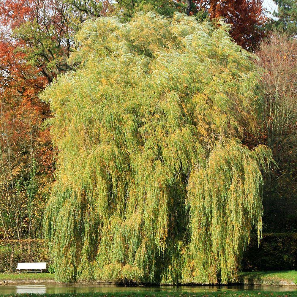 5 Gal. Weeping Willow Tree (2-Pack) THD00176