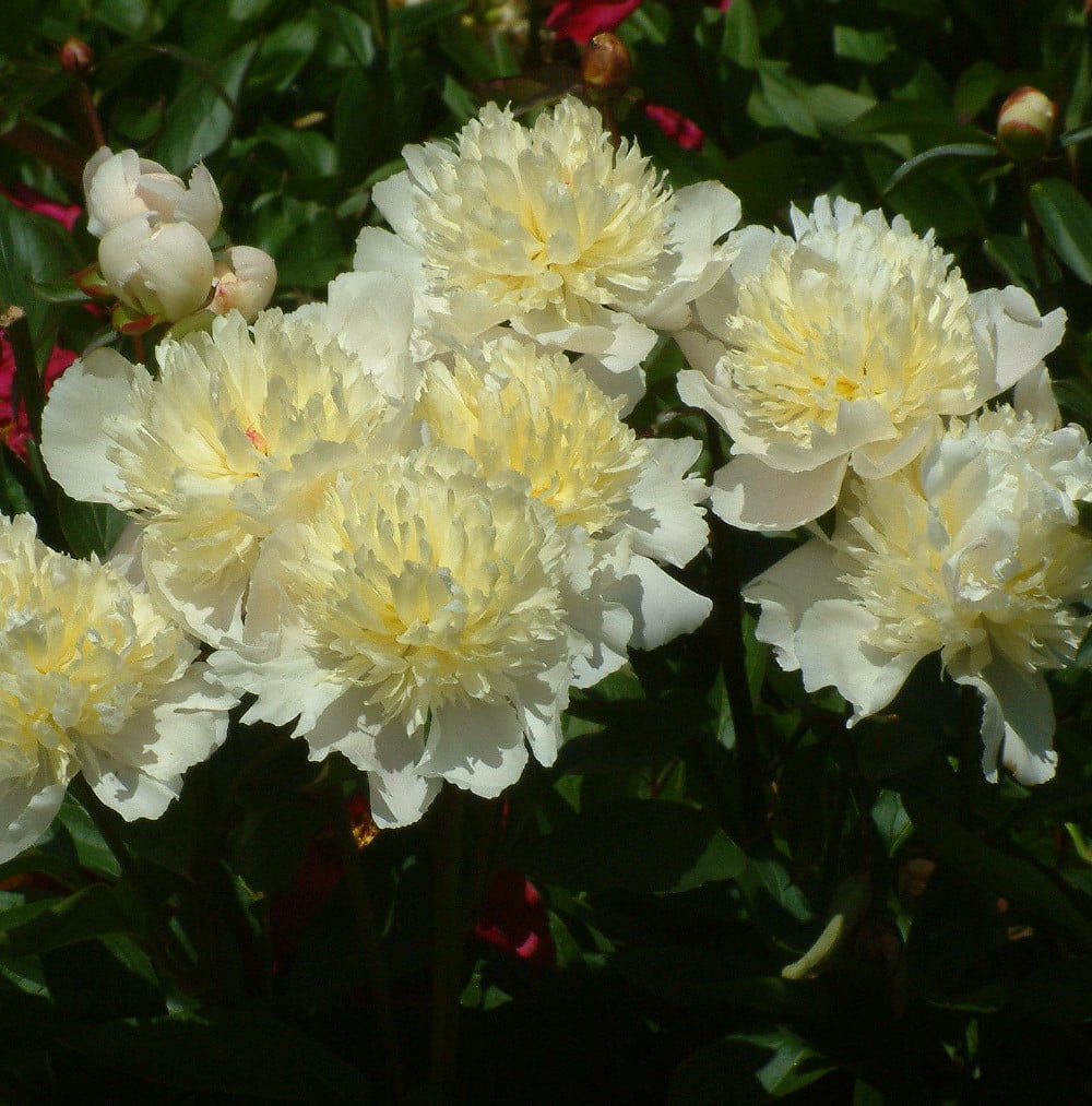 Laura Dessert Peony - AGM Winner - White and Yellow - Bareroot - 2/3 Eye