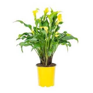 METROLINA GREENHOUSES 2.5 Qt. Captain Solo Yellow Calla Lily Plant 78838