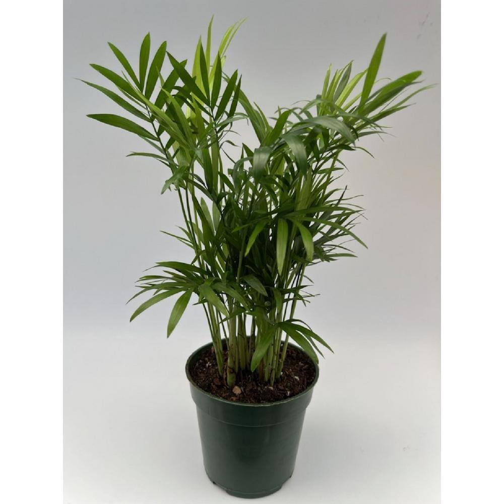 4 in. Neanthe Bella Palm Plant in Grower Pot NBPalm