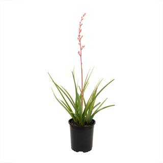 SMART PLANET 1 Gal. Hesperaloe Parviflora Red Yucca Color Plant 0880068