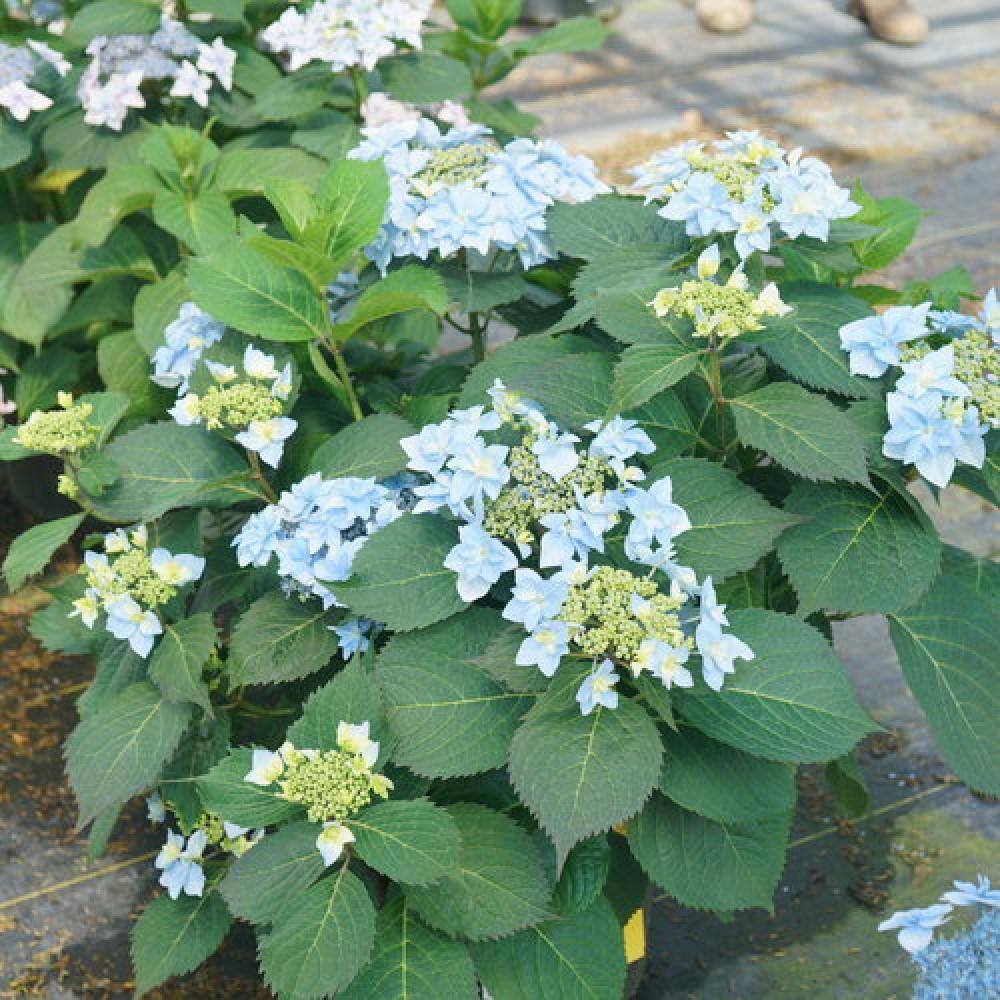 PROVEN WINNERS 3 Gal. Tuff Stuff Ah-Ha Hydrangea Serrata Live Flowering Shrub Reblooming Pink or Blue Flowers PWHYD3TSA1PK