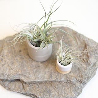 ALTMAN PLANTS Air Plants Assorted Small (12-Pack) 0881150