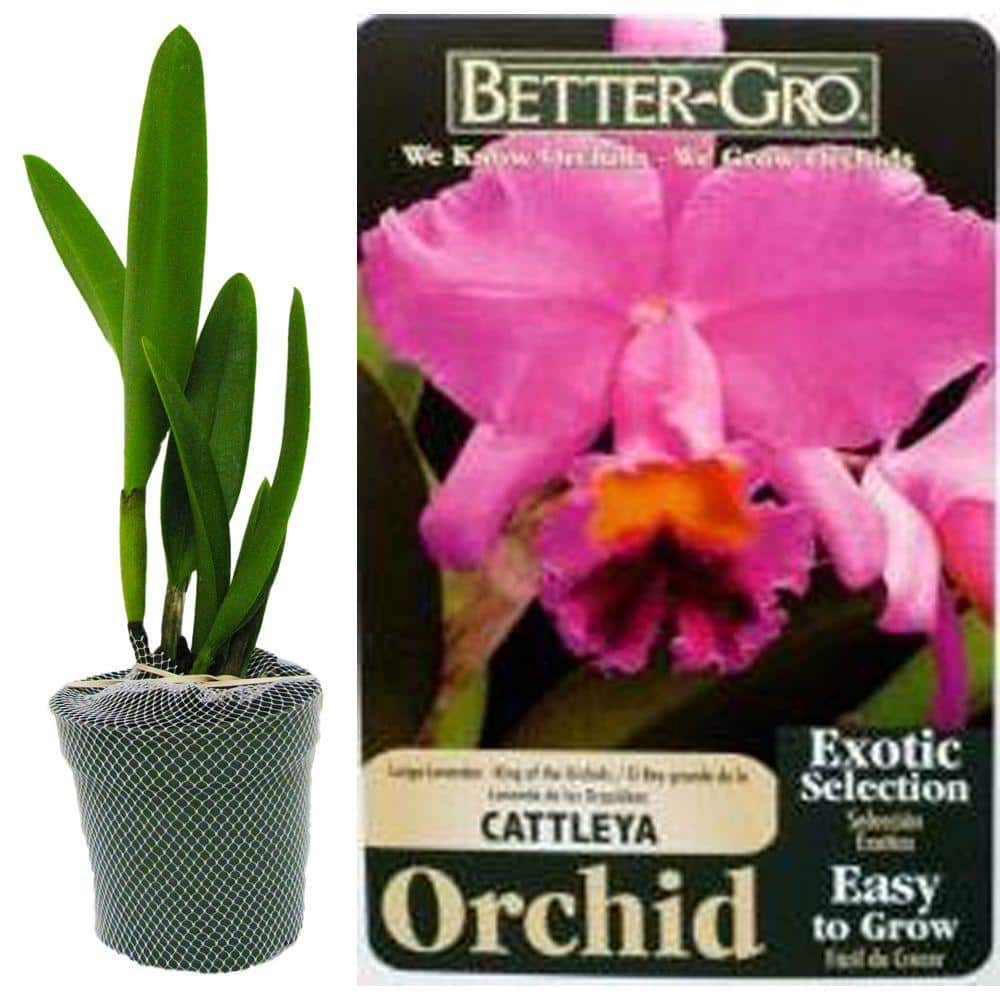 Better-Gro 4 in. Lavender Cattleya Packaged Orchid 20321