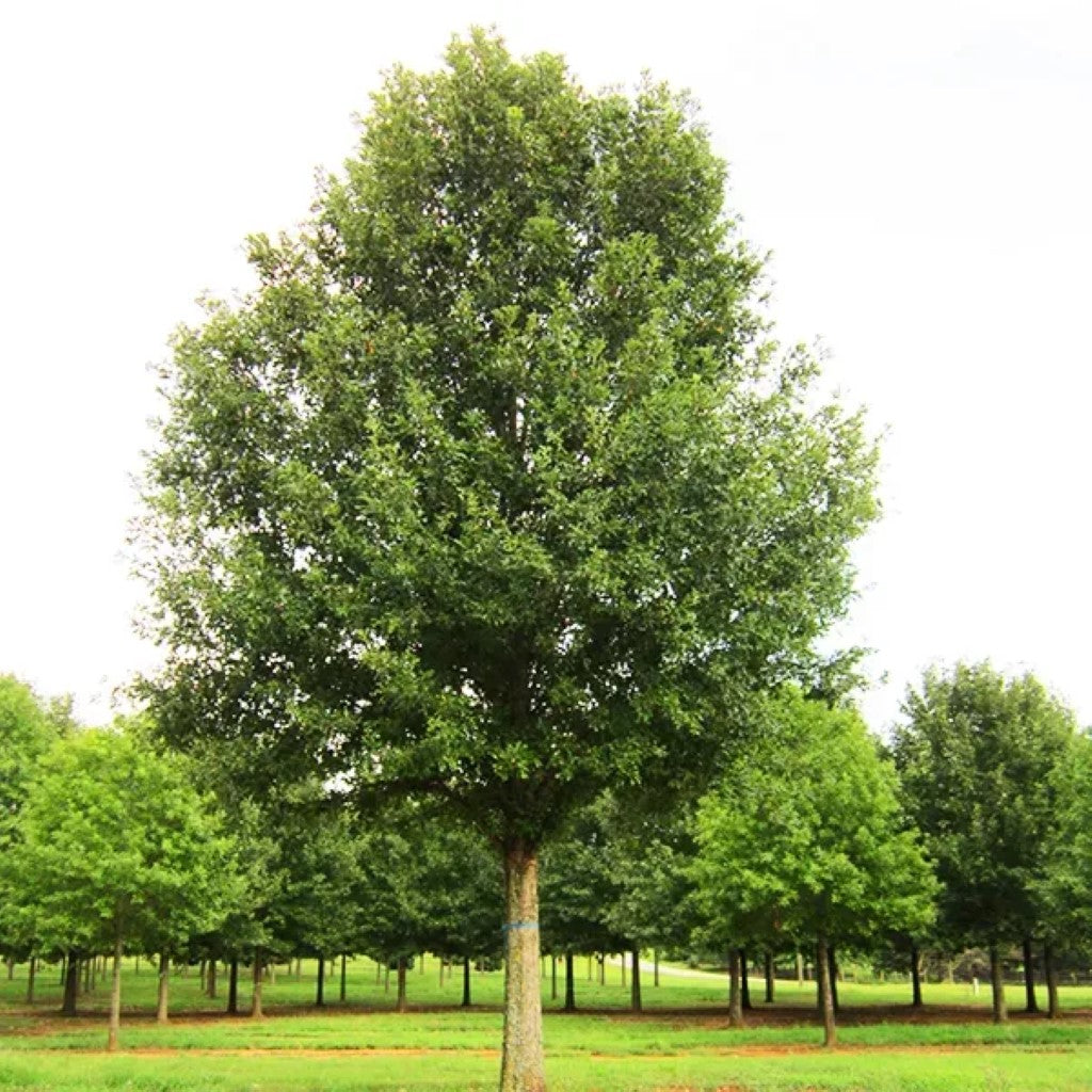 Nuttall Oak Tree