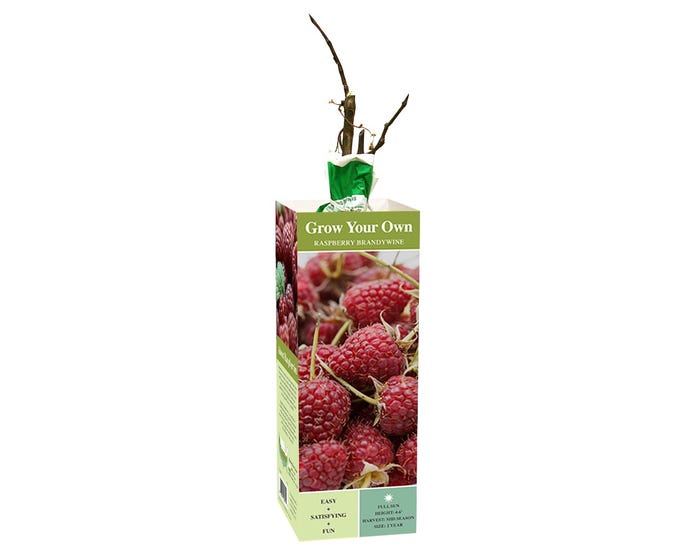 Van Zyverden Inc. Raspberry Brandywine - 00811