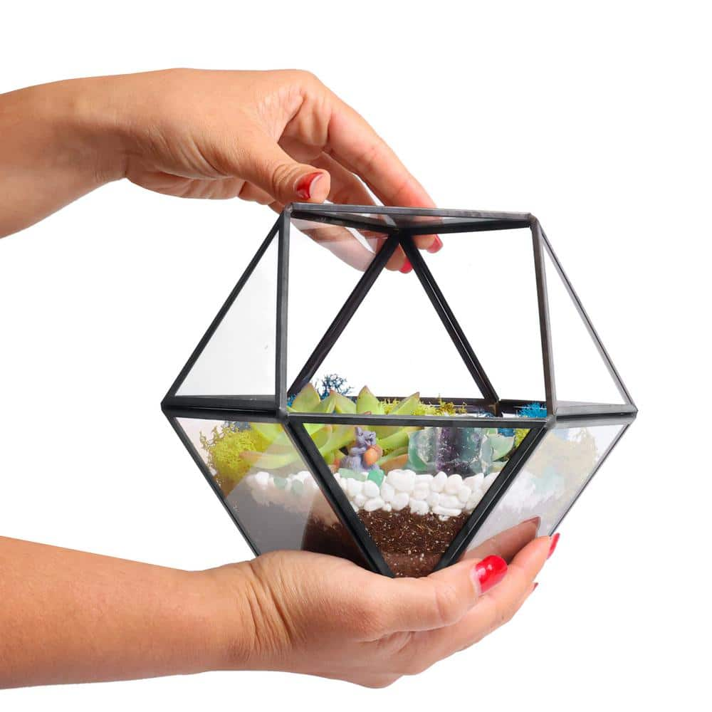 Creations by Nathalie Black Geometric Glass Terrarium Kit with Live Succulent BLK-GEOOG-WSUC