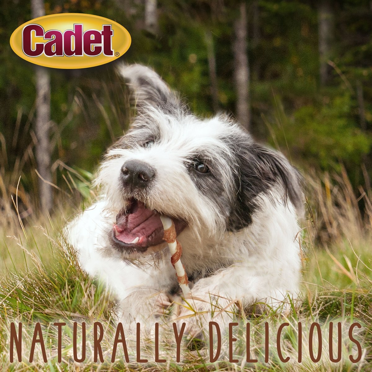 Cadet Gourmet Beef Hide and Chicken Twists Sticks Dog Treats， 5-in