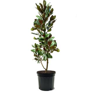 D.D. Blanchard Southern Magnolia White Flowering Evergreen Tree MAGDDB07G