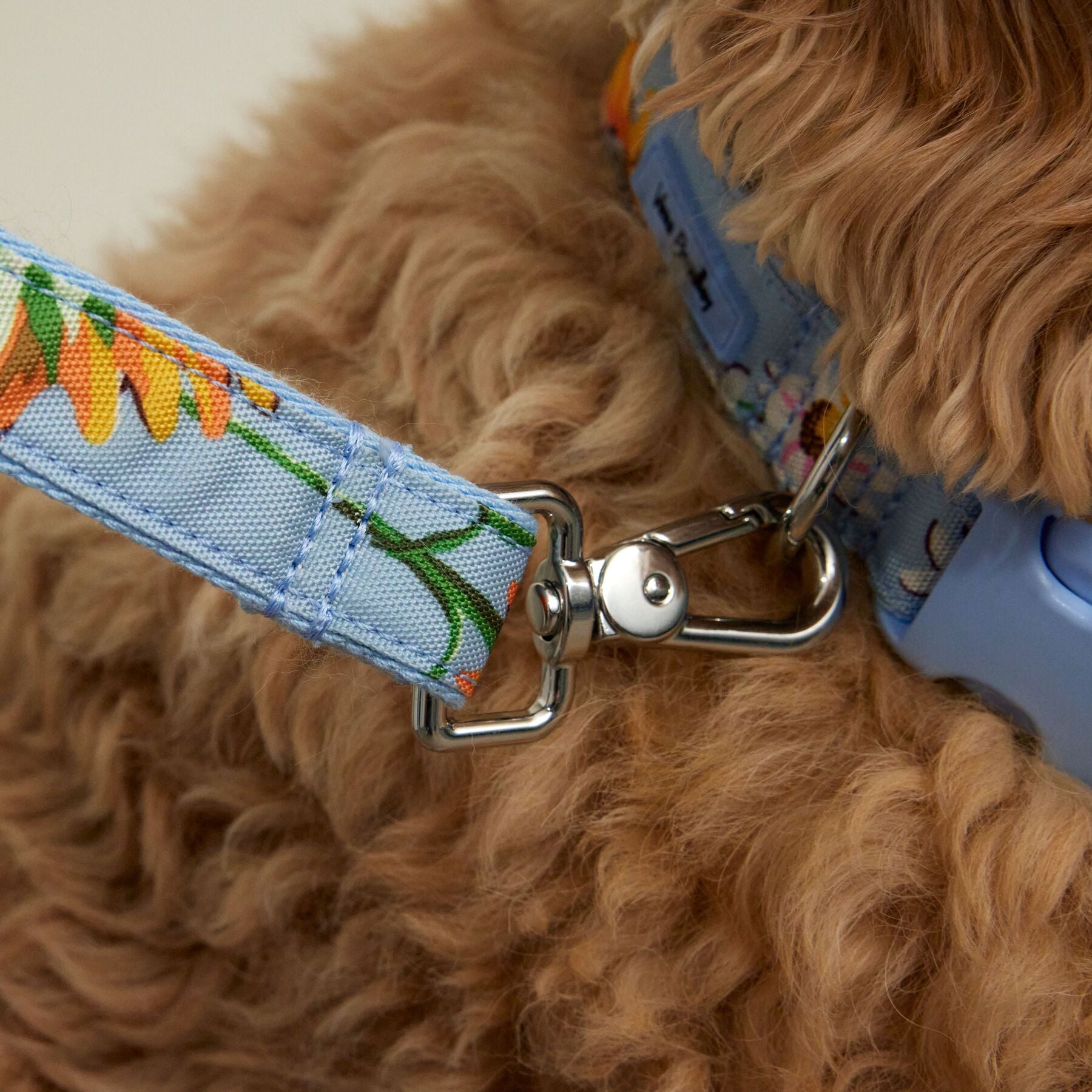 Pet Leash, Medium