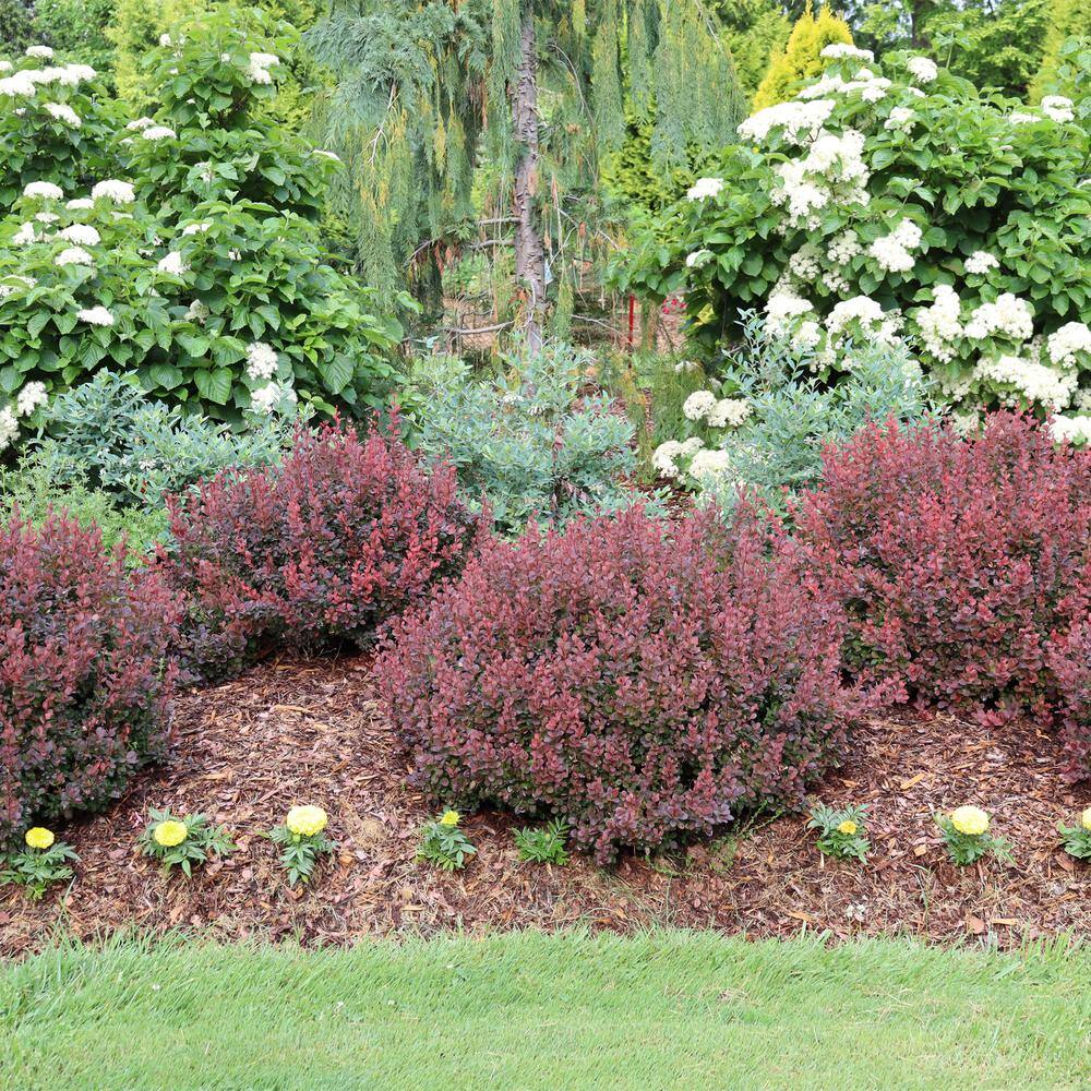 PROVEN WINNERS 2 Gal. Sunjoy Mini Maroon Barberry Plant with Deep Purple-Red Foliage 14735