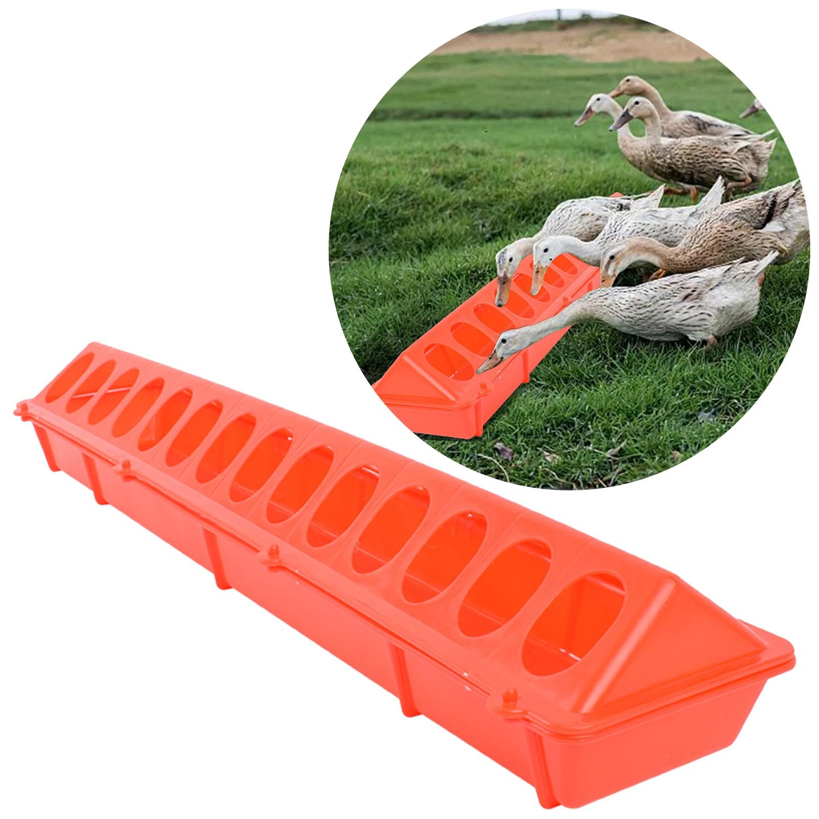 Top Poultry Feeder Birds Feeding Trough for Livestock Pigeon Cockatiels