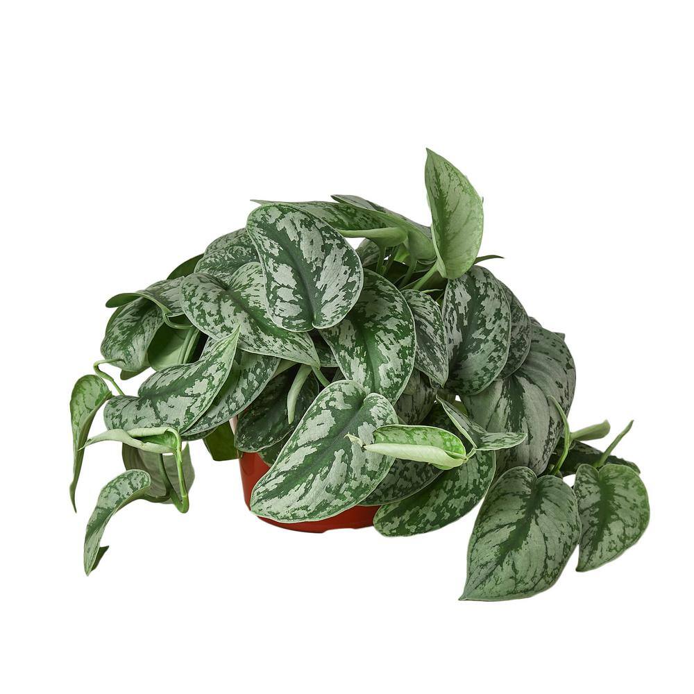 Pothos Silver Splash Scindapsus Pictus Plant in 6 in. Grower Pot 6_POTHOS_SILVER.SPLASH