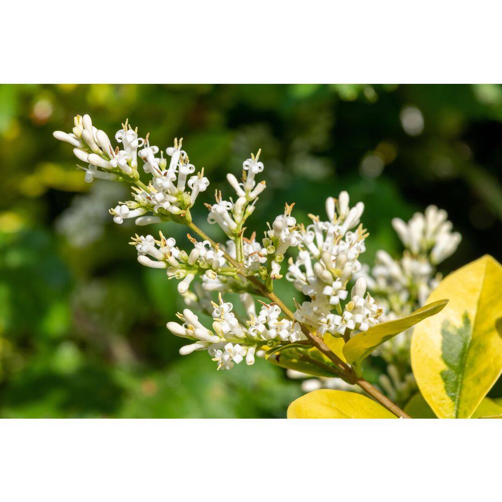 BELL NURSERY 3 Gal. California Privet (Ligustrum) Flowering Live Shrub with White Flowers LIGUS3OVA1PK