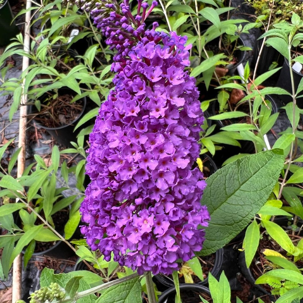 Potter'S Purple Butterfly Bush