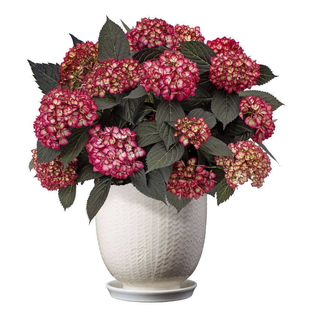 FIRST EDITIONS 2 Gal. Eclipse Hydrangea Shrub with Cranberry Flowers 17218