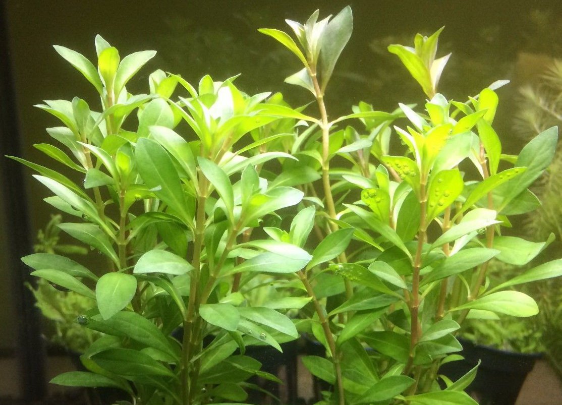 Vietnamese Rotala (Vietnam Hr'a) Bunch Live Aquarium Plants BUY2 GET1 FREE