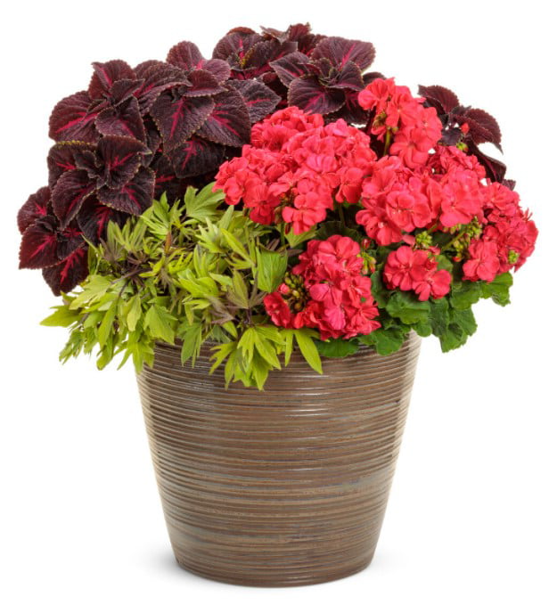 4.25 in. Eco+Grande， Boldly Coral Geranium (Pelargonium) Live Plant， Pink Flowers (4-Pack)