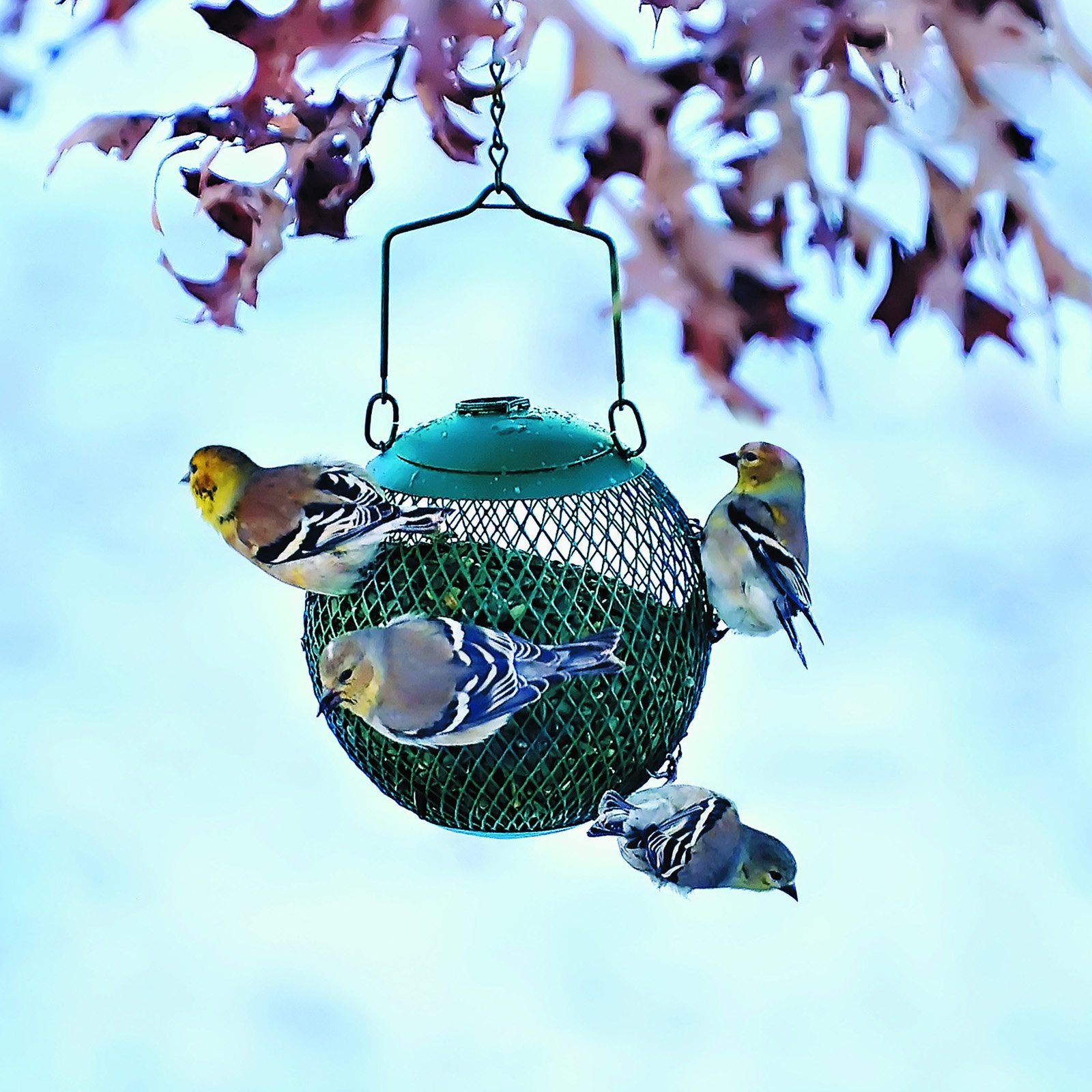 Perky-Pet Green Seed Ball Wild Bird Feeder