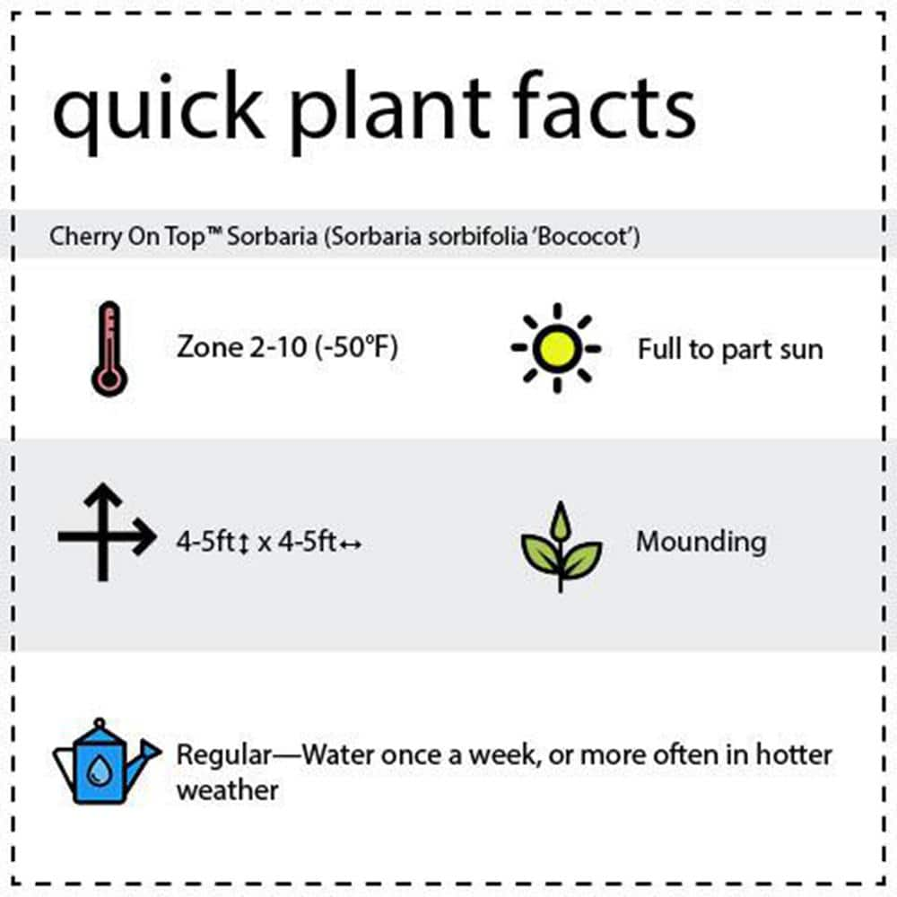 BLOOMIN' EASY 2 Gal. Cherry On Top Sorbaria Live Shrub White Flowers DGSR5692