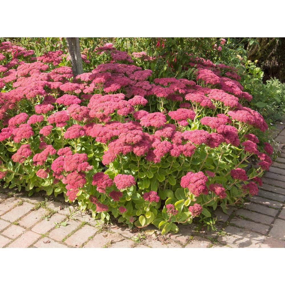 Online Orchards 1 Gal. Autumn Joy Stonecrop Shrub With Large Fall-Blooming Pink Flowers SBFL002