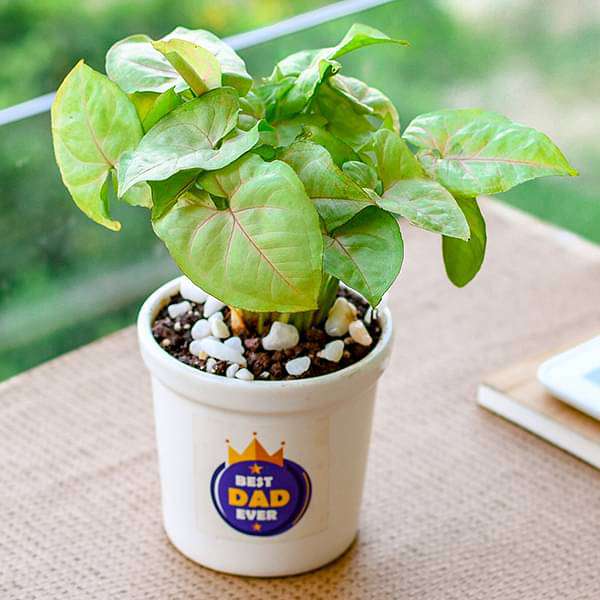 Adoring Syngonium in Ceramic Pot for Admirable Father