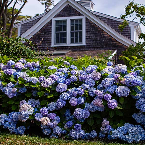 Endless Summer® The Original Reblooming Hydrangea