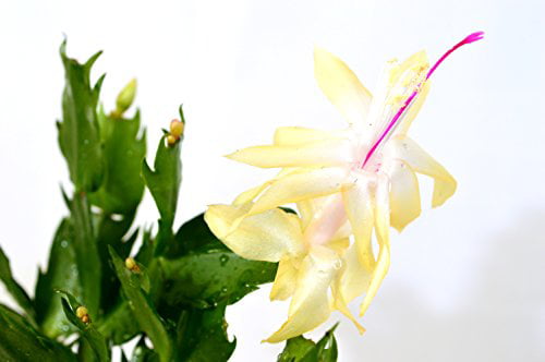 9GreenBox - Rare Yellow Christmas Cactus Plant - Zygocactus - 4