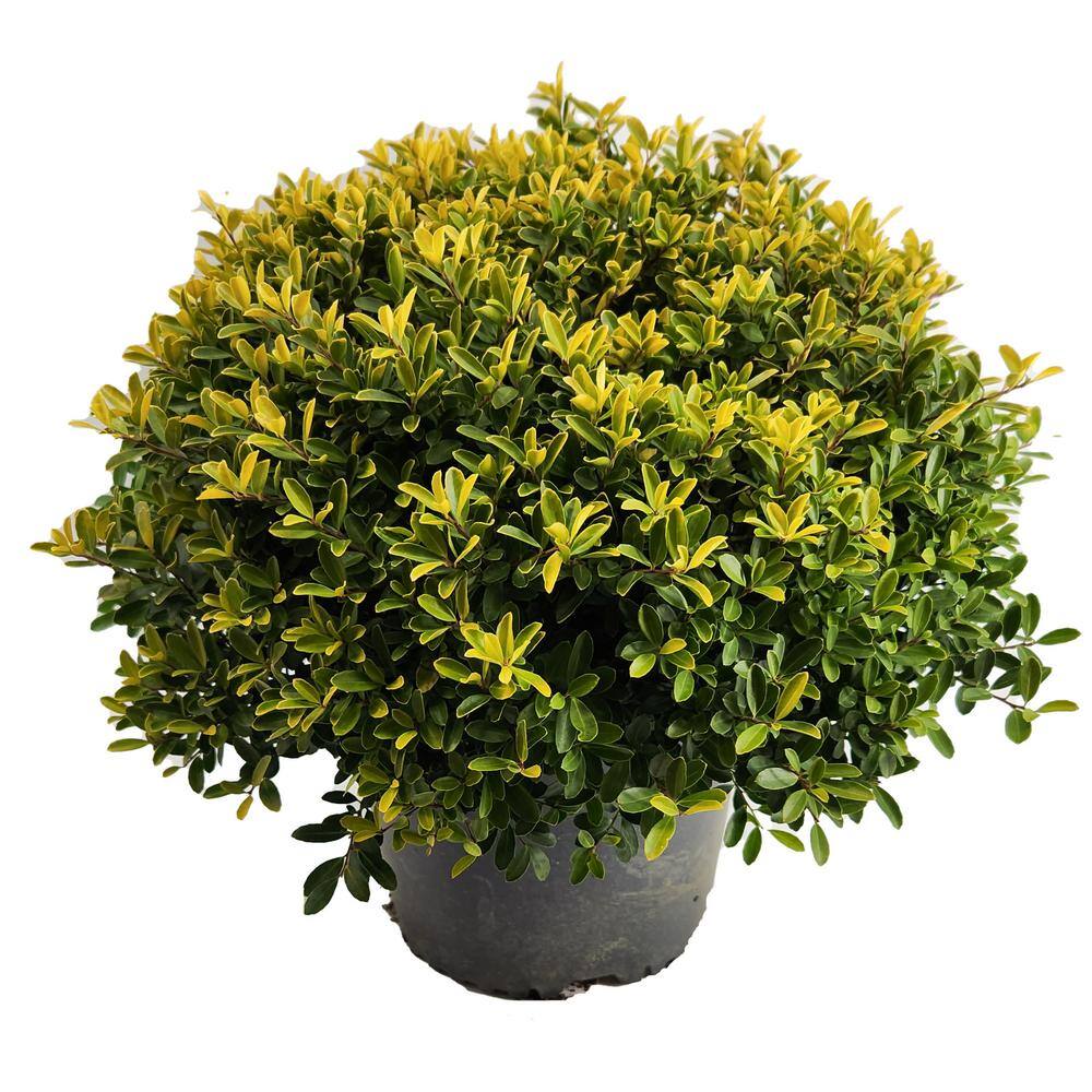 BELL NURSERY 3 Gal. Golden Helleri Japanese Holly (Ilex Crenata) Live Evergreen Shrub (1-Pack) ILEXH3GOL1PK