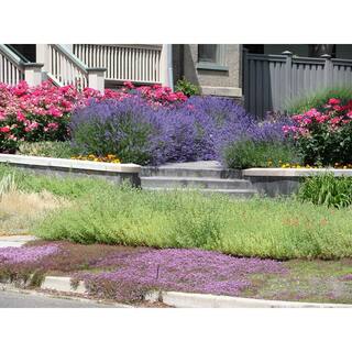 BELL NURSERY 1 Gal. Pink Chintz Creeping Thyme (Thymus serpyllum) Live Flowering Full Sun Perennial Groundcover Plant THYME1PNK1PK