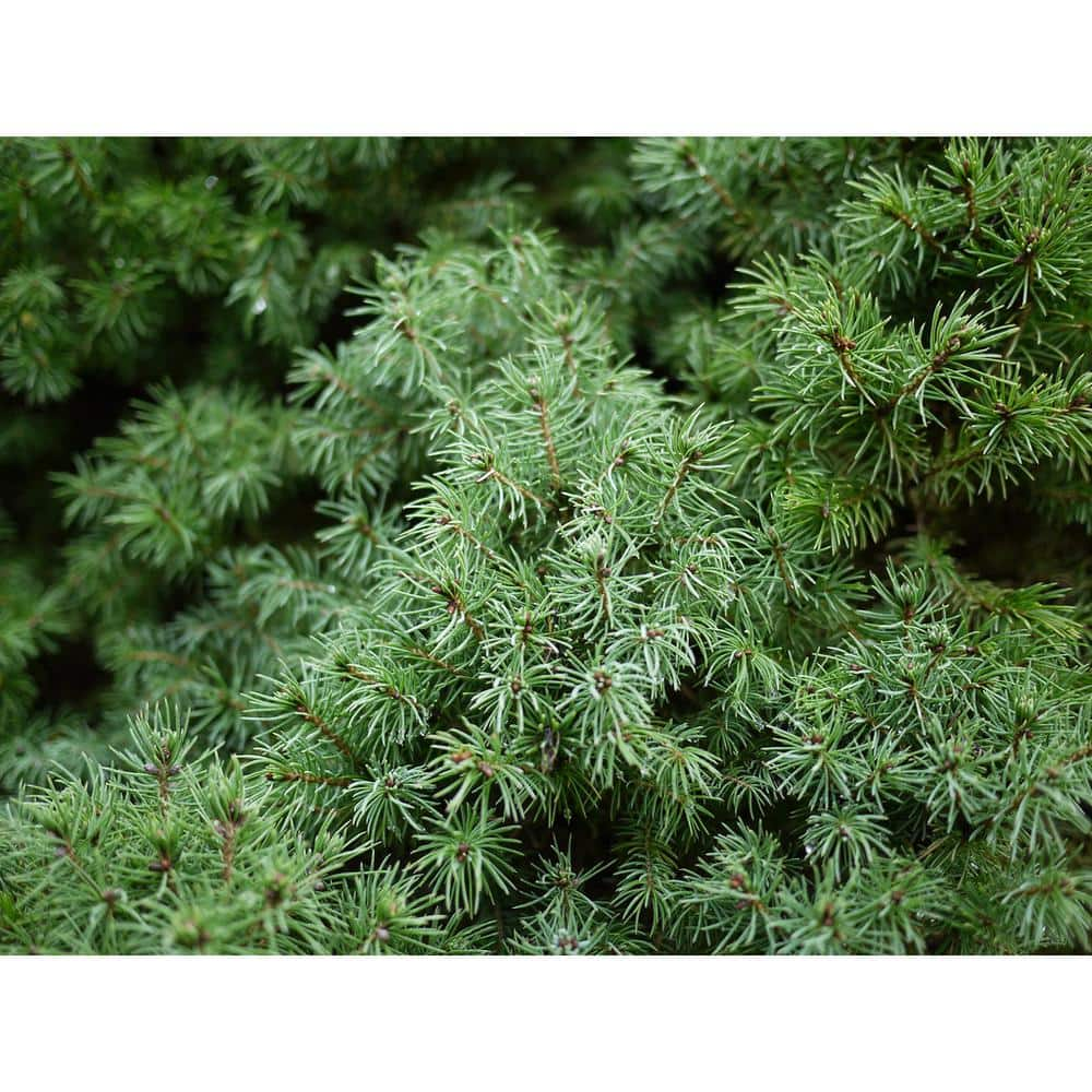 Online Orchards 1 Gal. Dwarf Alberta Spruce Shrub Aromatic and Soft Evergreen Foliage Almost no Maintenance Required CFSP001