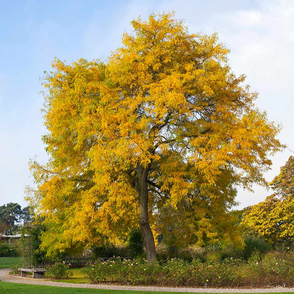 Shademaster Honeylocust Tree