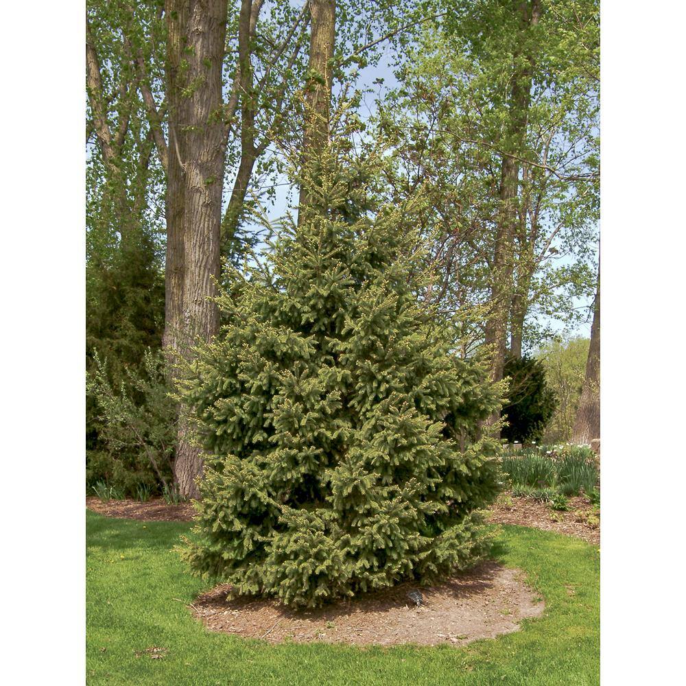 Spring Hill Nurseries 2.5 Qt. White Spruce (Picea) Live Evergreen Shrub Green Foliage (1-Pack) 62194