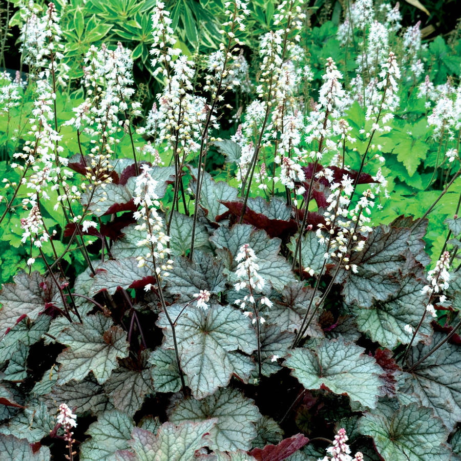 Twilight Heucherella 'Foamy Bells' (2.5 Quart) Flowering Deciduous Perennial with Velvety Charcoal-Gray Foliage - Part Sun to Shade Live Outdoor Plant - Southern Living Plant Collection