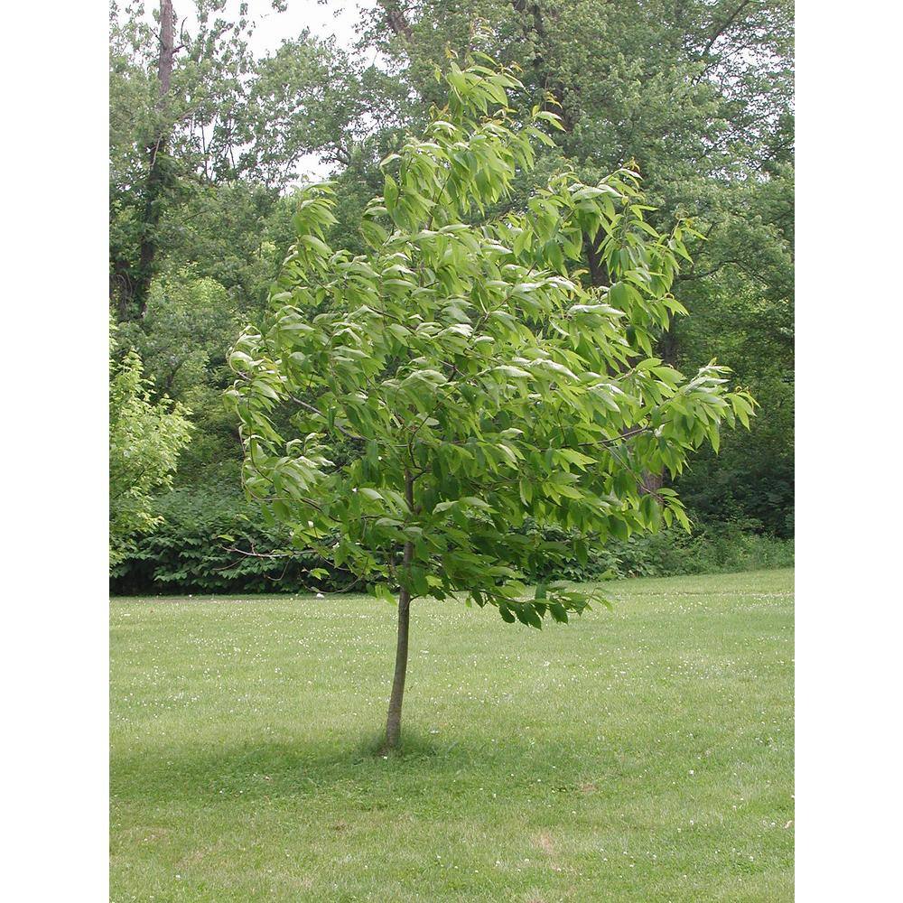 Online Orchards American White Ash Tree Bare Root SHAS002