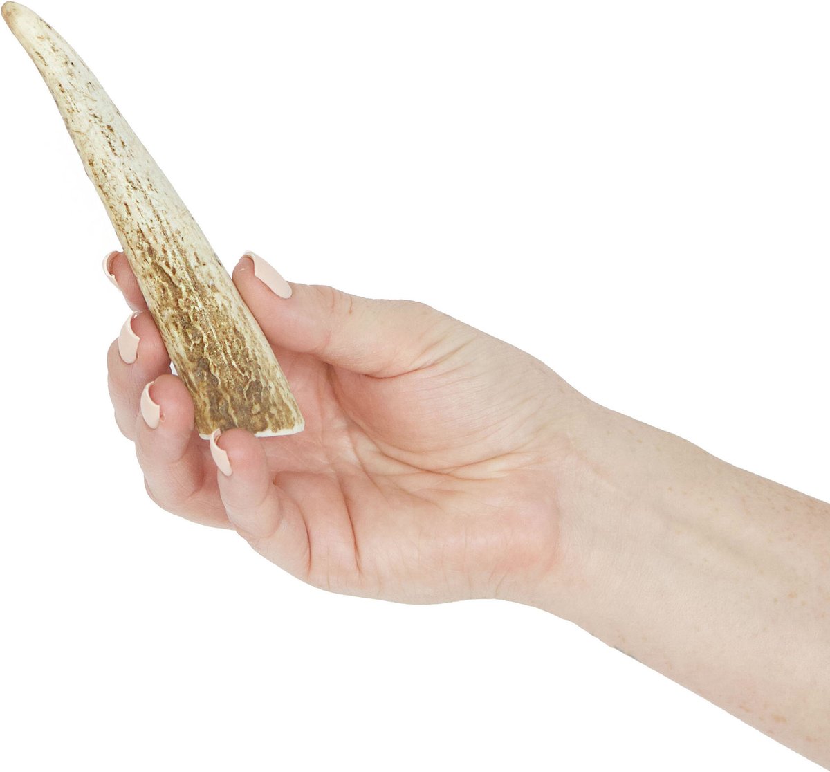 Prairie Dog Whole Elk Antler Dog Chews， 4 - 5.5 inch