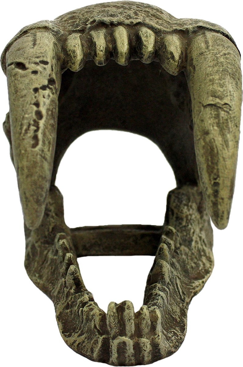 Komodo Large Saber Tooth Skull， Medium