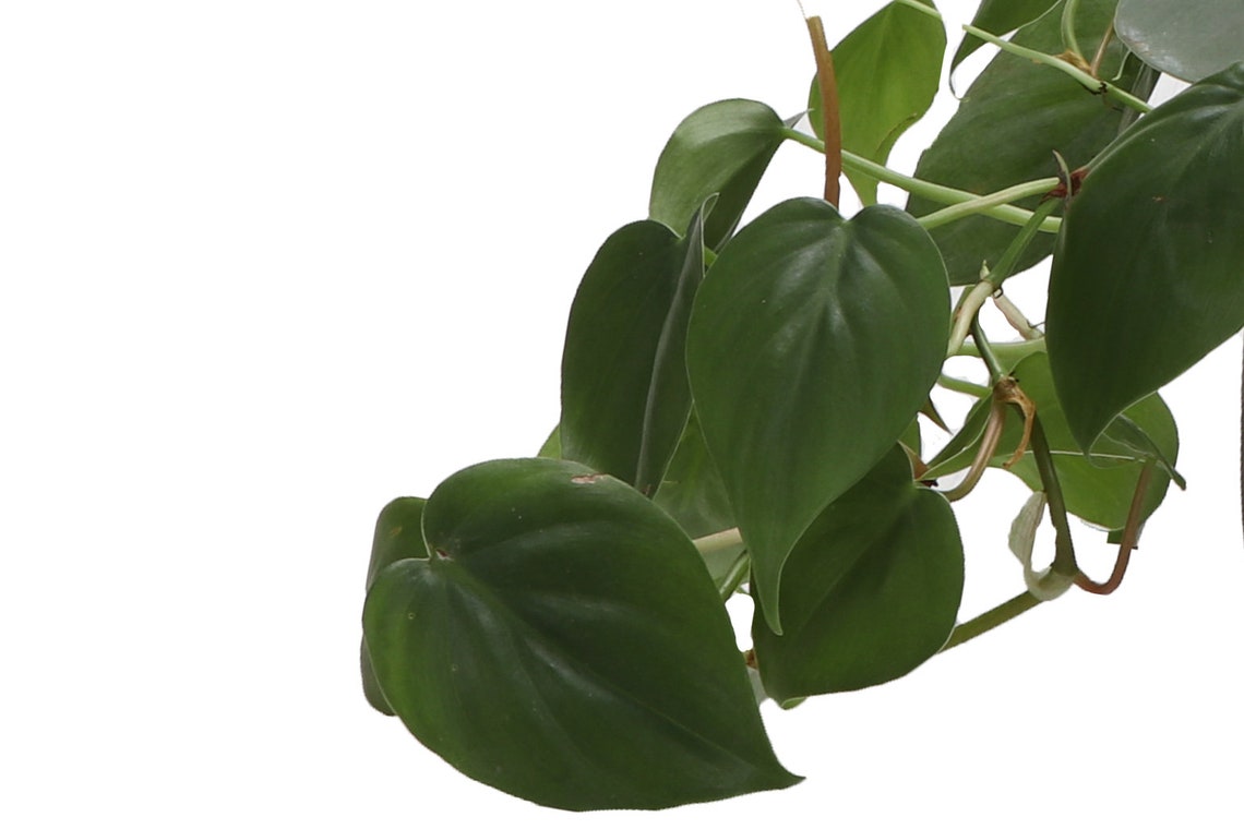 Live Green Philodendron Plant - 4