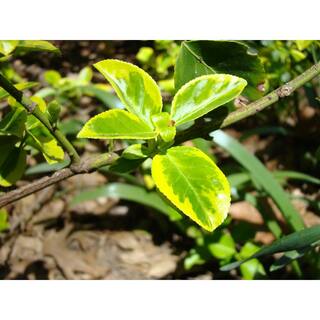 Online Orchards 1 Gal. Goldentipped Wintercreeper Euonymus Shrub Evergreen Emerald Leaves Trimmed with Gold Edges SBEU001