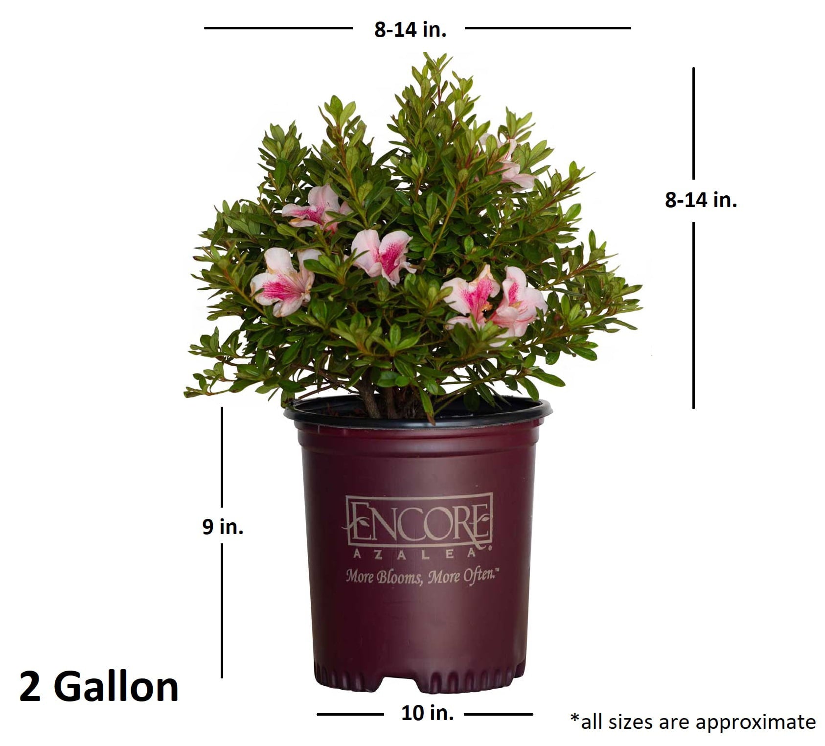 Encore Azalea Autumn Chiffon (2 Gallon) Pink Flowering Shrub - Full Sun Live Outdoor Plant