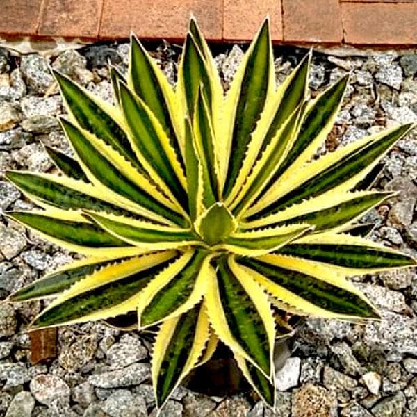 Agave lophantha, Ghaypat - Succulent Plant