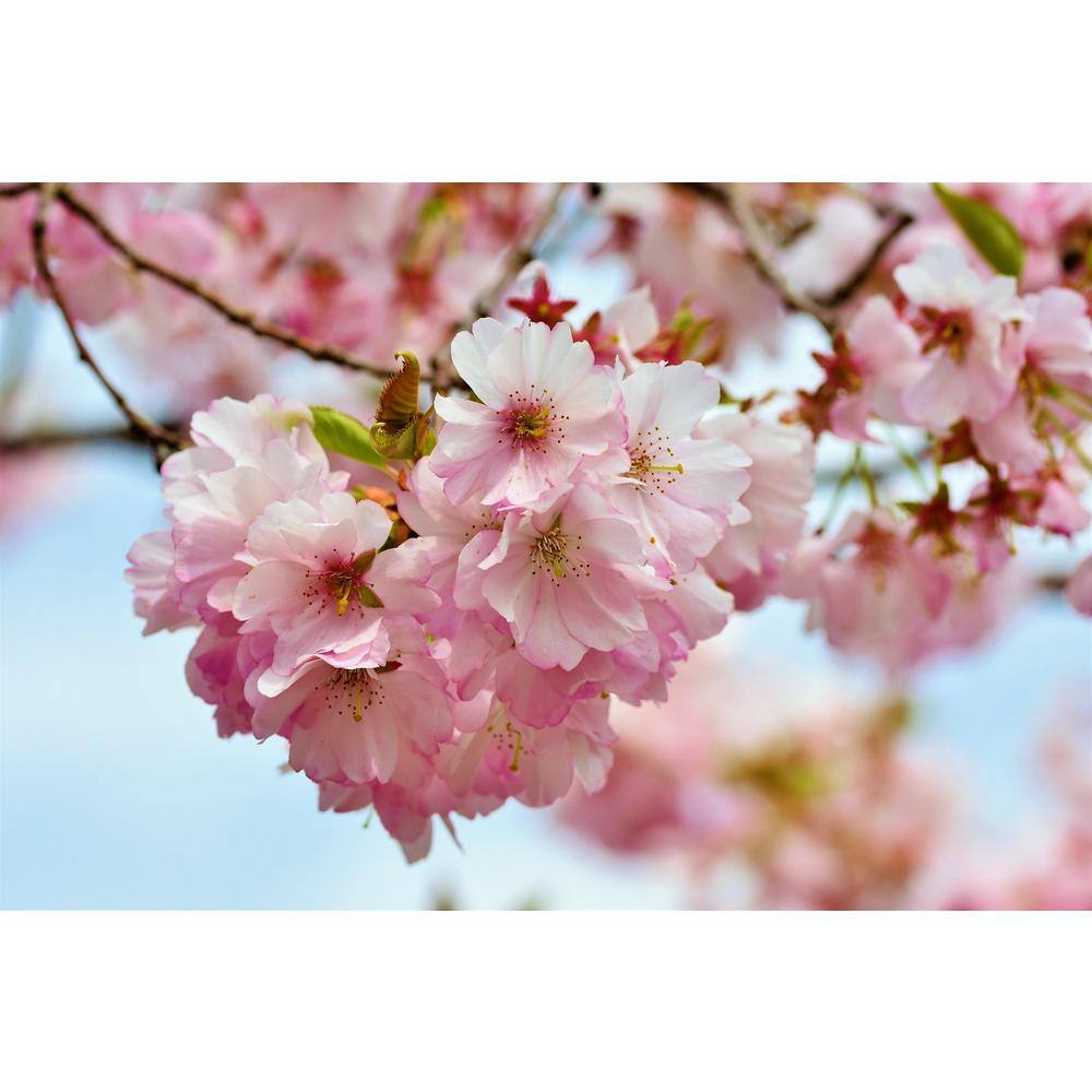 Online Orchards 3 ft. Amanogawa Cherry Blossom Tree with Narrow Columnar Growth and Profuse Pale Pink Flowers FLCH209
