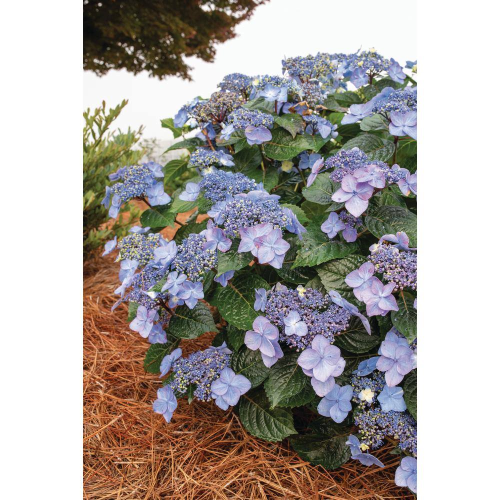 Endless Summer 3 Gal. Pop Star Reblooming Hydrangea Flowering Shrub with Electric Blue or Pink Lacecap Flowers HYDGA3MPS1PK