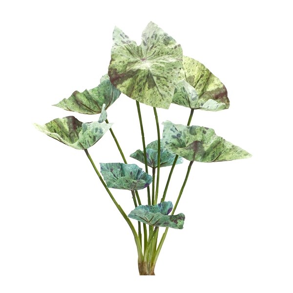 Caladium Bush (Set of 6)