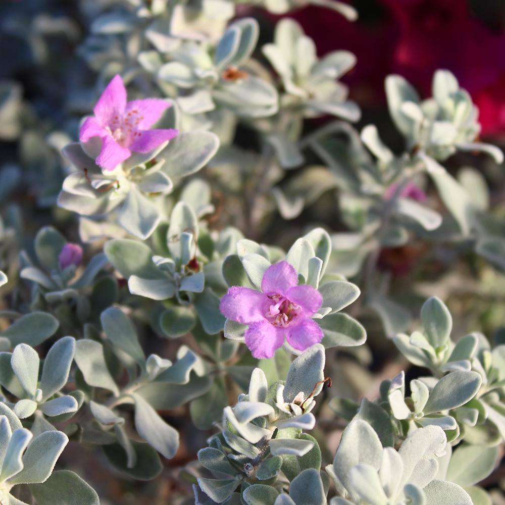 ALTMAN PLANTS 1 Gal. Leucophyllum Silverado Sage Color Plant 0881287