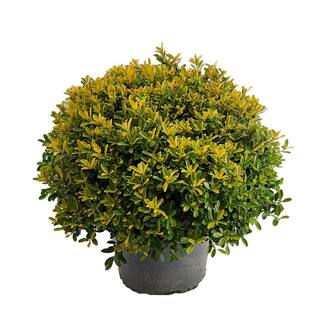 BELL NURSERY 3 Gal. Golden Helleri Japanese Holly (Ilex Crenata) Live Evergreen Shrub (1-Pack) ILEXH3GOL1PK