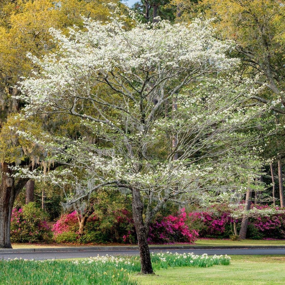 1 Gal. White Flowering Deciduous Dogwood Tree DOGWHI01G